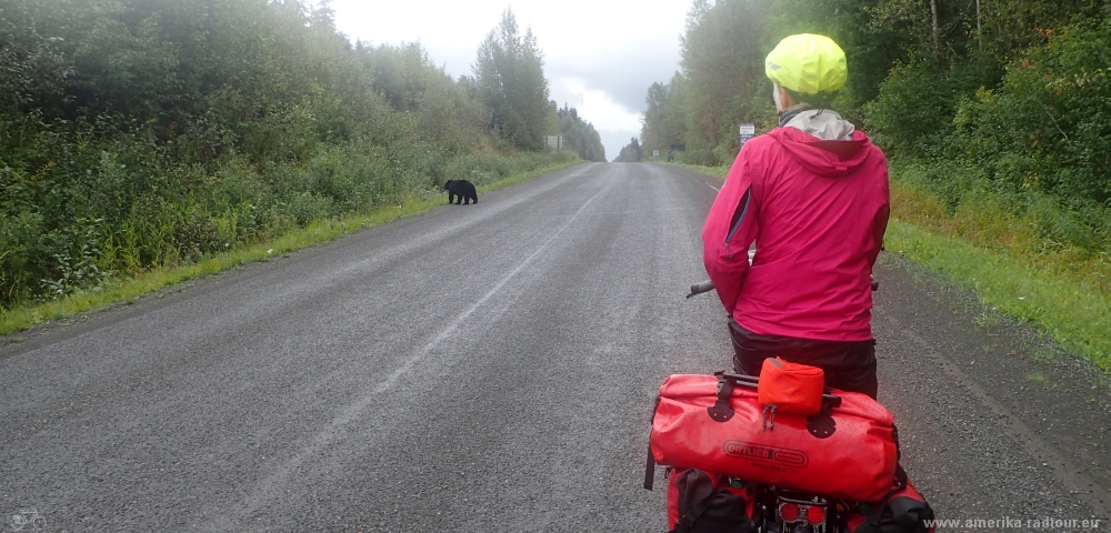 British Columbia and Yukon by bicycle: Cycling the Cassiar Highway northbound. Stage Stewart to Meziadin Junction.  