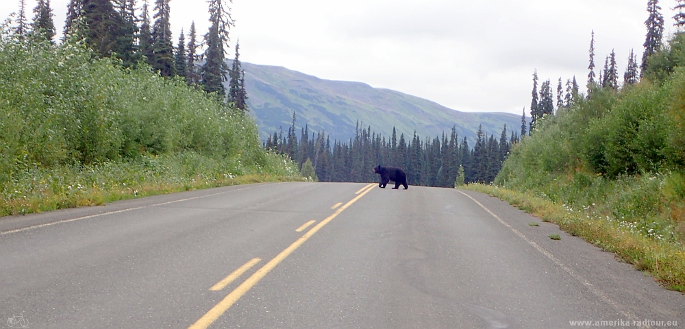 British Columbia and Yukon by bicycle: Cycling the Cassiar Highway northbound. Stage Meziadin Junction - Bell2 Lodge. 