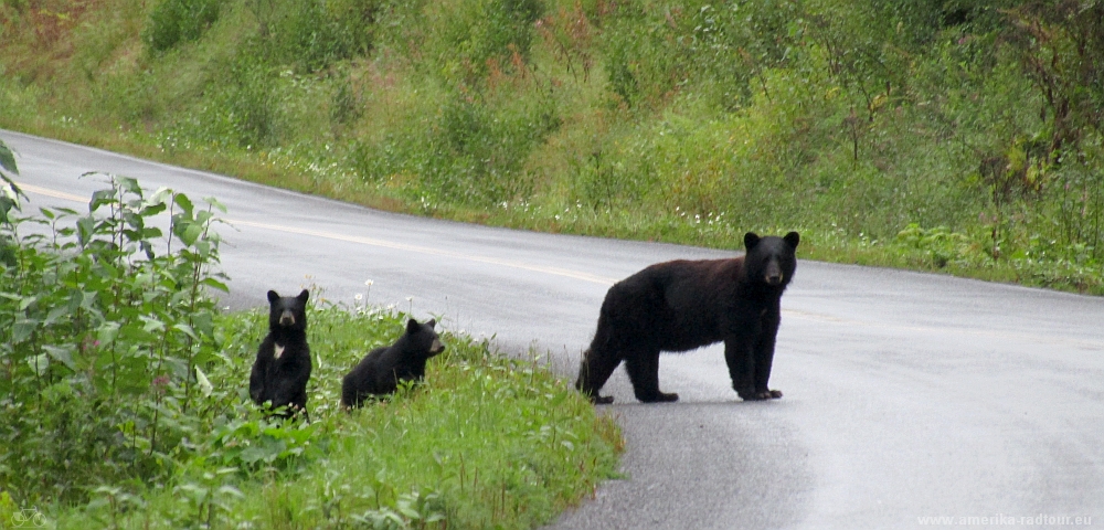 British Columbia and Yukon by bicycle: Cycling the Cassiar Highway northbound. Stage Bell2 Lodge to Kinaskan Lake.   