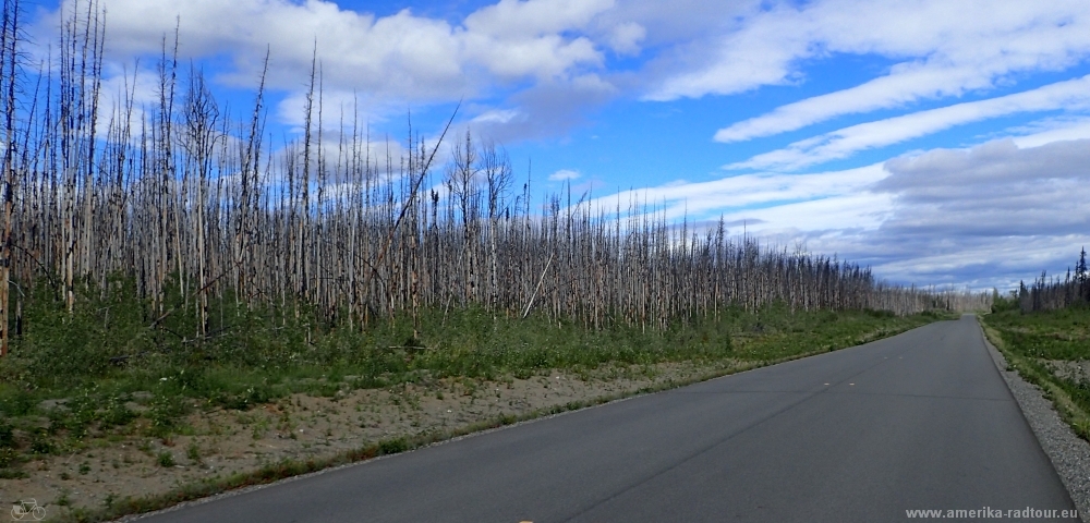 Mit dem Fahrrad von Smithers nach Whitehorse. Radtour über den Yellowhead Highway und Cassiar Highway. Etappe Jade City - Nugget City entlang des Cassiar Highways 