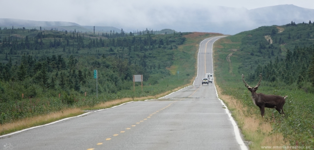 Mit dem Fahrrad über den Richardson Highway nach Süden.   