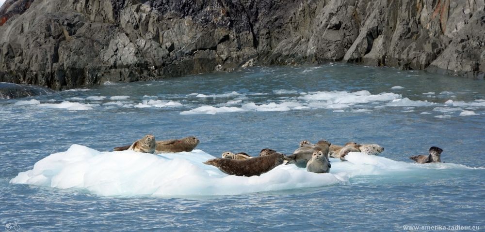 Cycling Alaska. 