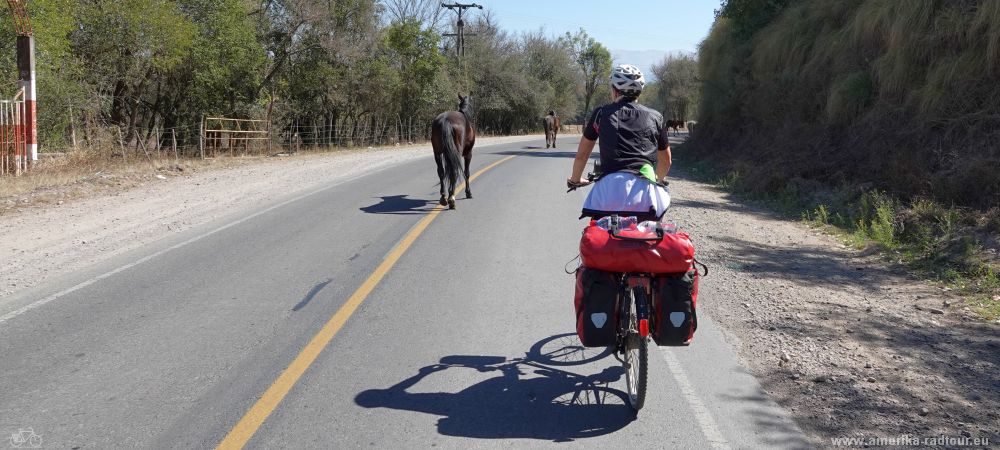 Cycling from Salta to Purmamarca.   