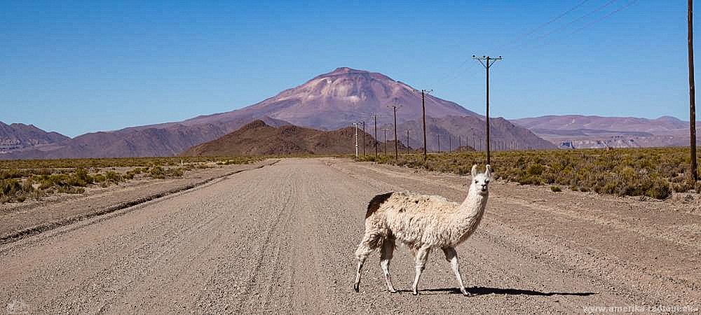 Cycling along the northern part of Argentina's Ruta 40 from Pastos Chicos to Puesto Sey.  