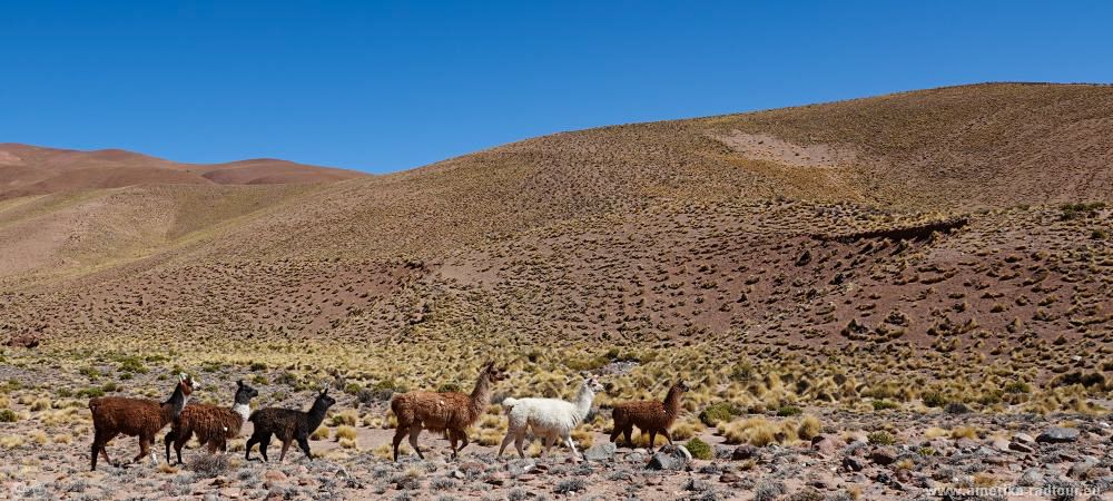 Ruta 40 mit dem Fahrrad: Lamas, Wellblechpiste und ganz ganz tolle Aussicht.  