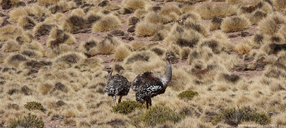 Cycling Argentinas Ruta 40 from Susques to San Antonio de los Cobres.  